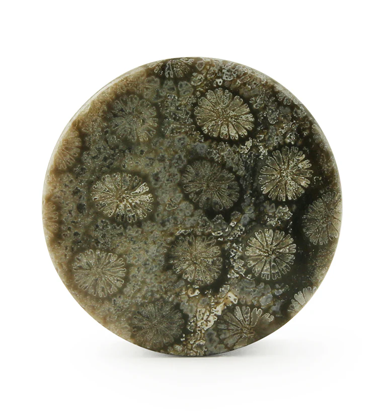 Blue Fossilized Coral Stone Plugs - Image 2