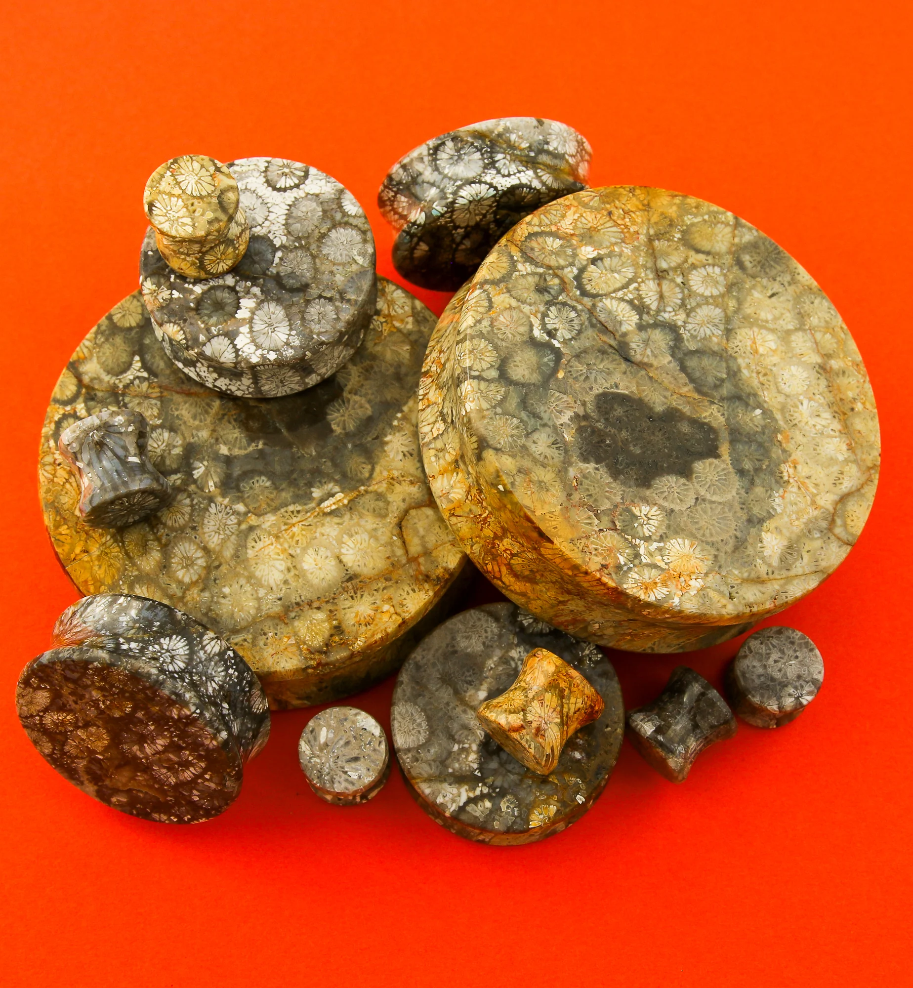 Blue Fossilized Coral Stone Plugs - Image 3