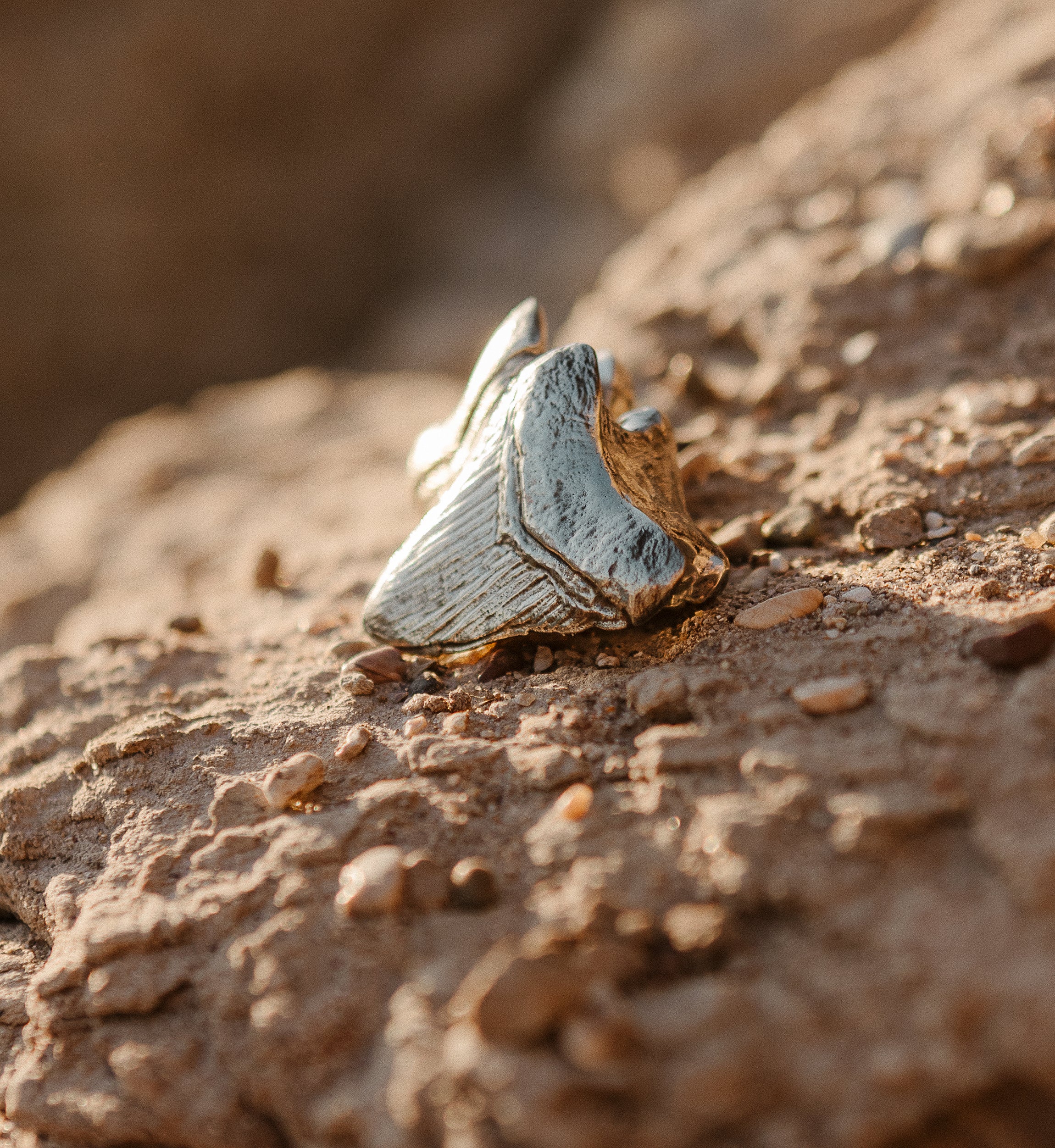 Megalodon Brass Ear Weights - Image 9